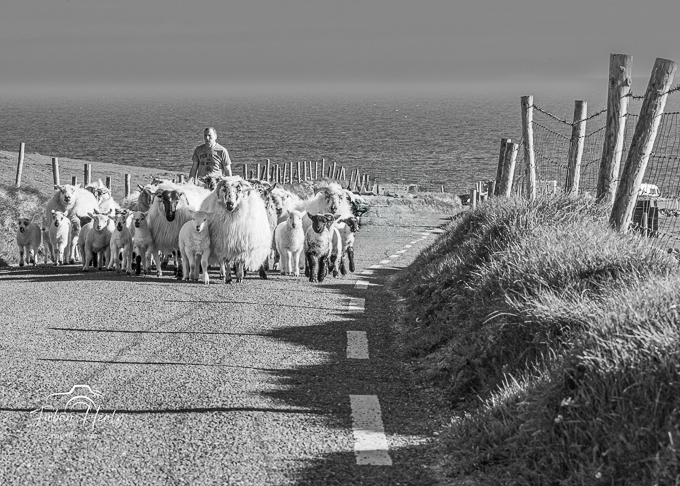 Herding Sheep, Dingle Peninsula